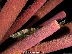 Sleeping in sponges. by Edson Acioli 